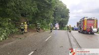 _2026-05-31 Baum über Straße Hohes Kreuz-17-7